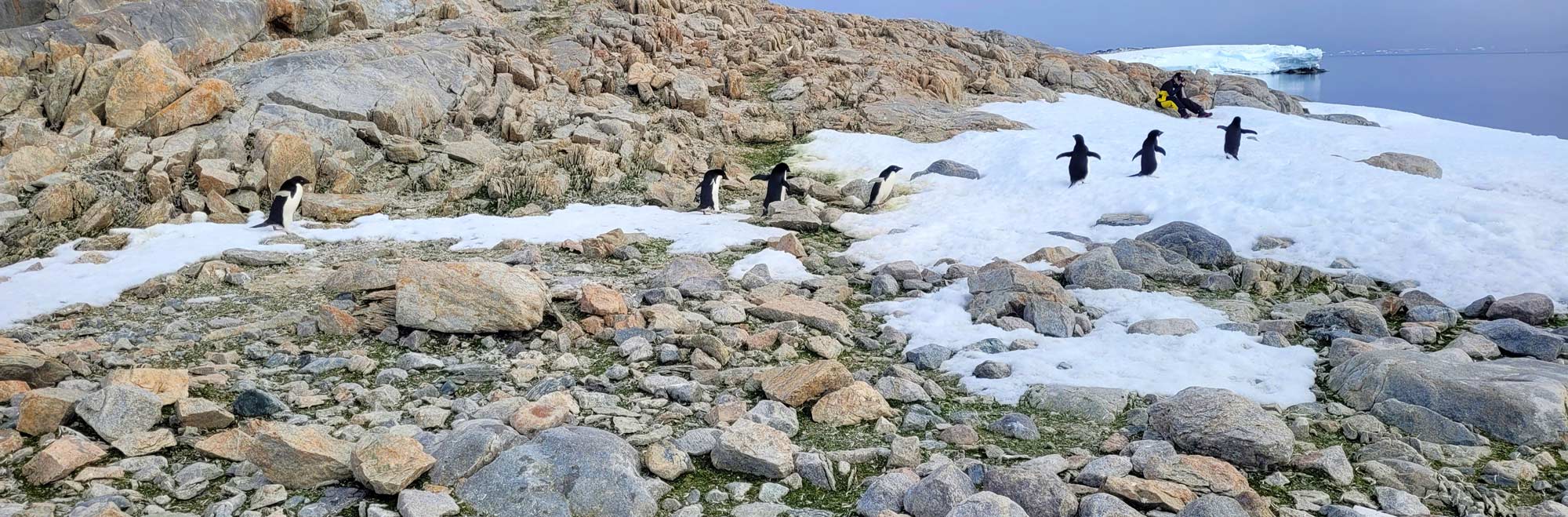 A line of penguins walk along a snowy bank next to a rocky outcrop toward where a man sits on a rock
