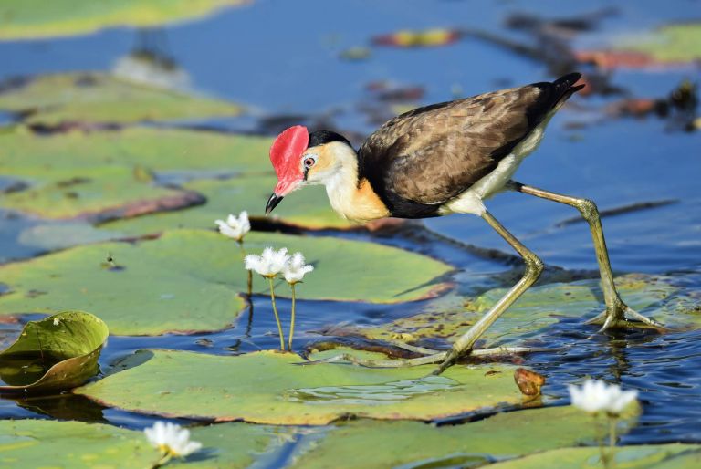 Red-headed waterbird looks at white flowers in lily-filled waterbody