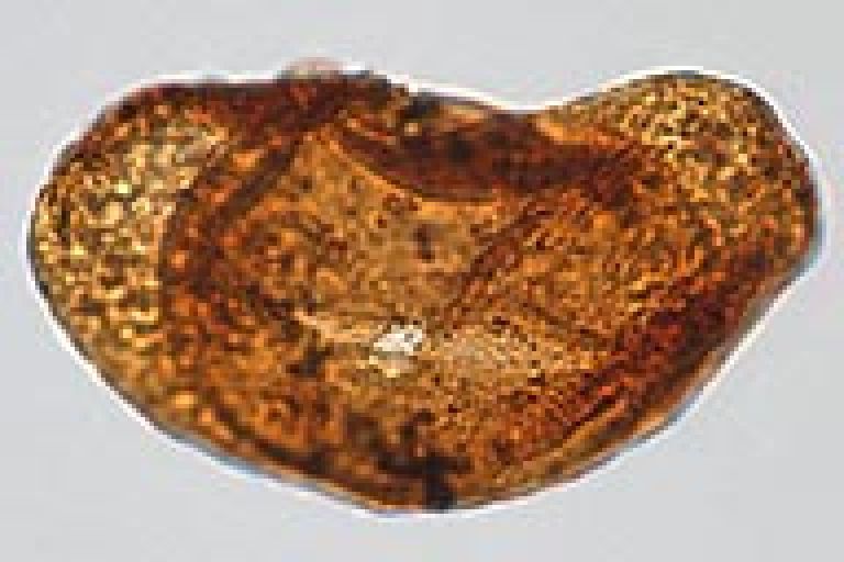 biostratigraphy