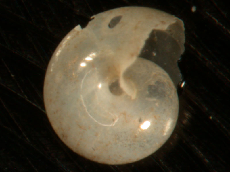 Photomicrograph of an pteropod shell forming a spiral shape with smooth polished surface; approximate size 1-2 mm (type and source not specified)