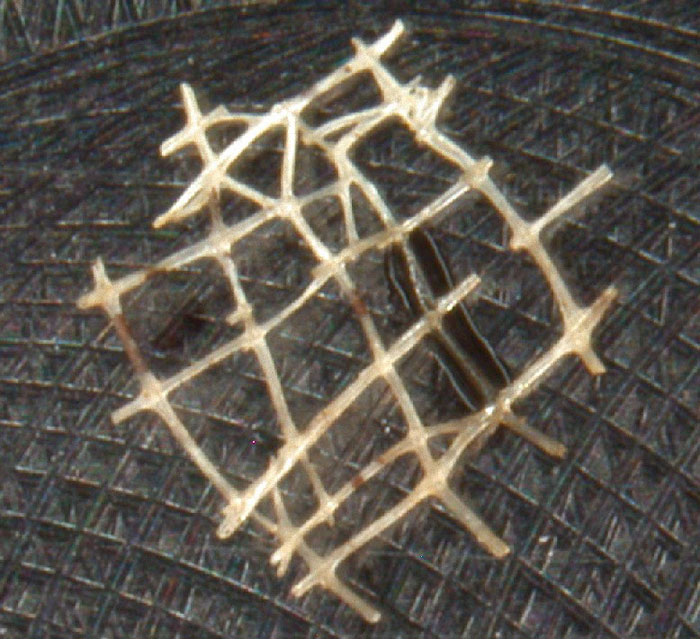 Photomicrograph of a sponge spicule with distinctive lattice network of spicules (type and source not specified)