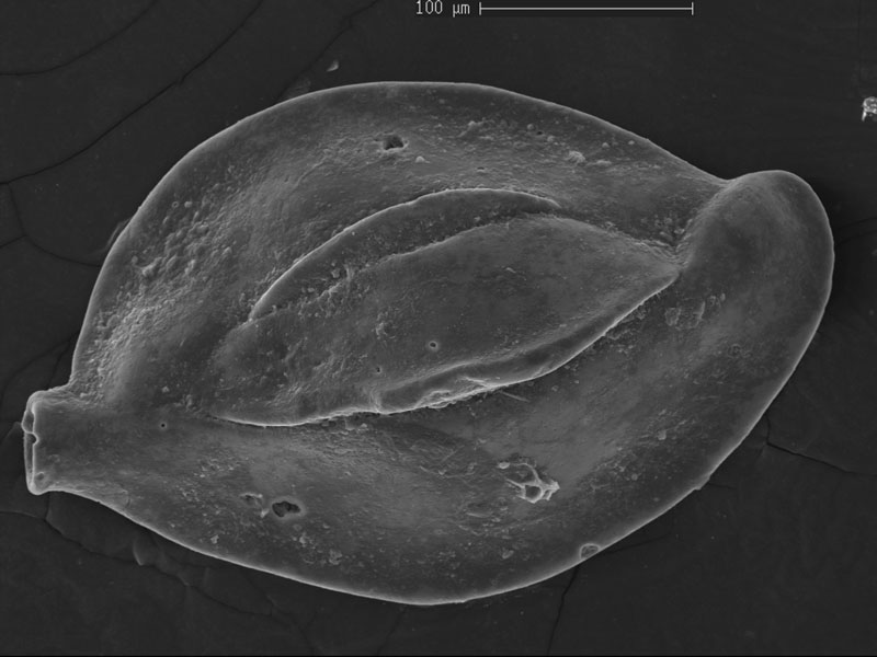 A high resolution photomicrograph of a benthic foram characterised by a sub-rounded to irregular shape with fine surface markings and crenulations (species Quinqueloculina crassicarinata)