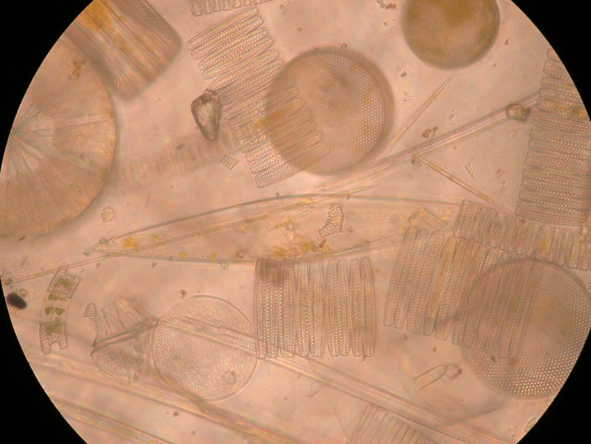 Photomicrograph of multiple diatoms and sponge spicules from sub-Antarctic waters of the Southern Ocean. At least five species of diatoms are shown including two perfectly symmetrical species (centrics) and three oblong diatoms (called pennates) (type and source not specified)