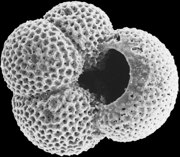 A high resolution photomicrograph of a planktonic foram characterised by four spherical chambers interconnected to form an overall broadly round shell; also has a honeycomb appearance across the surface formed by small holes (species Globigerina bulloides)
